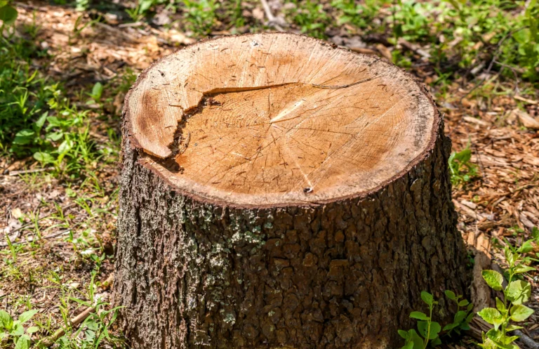 Tree Stumps need to be removed from yard Collinsville, IL