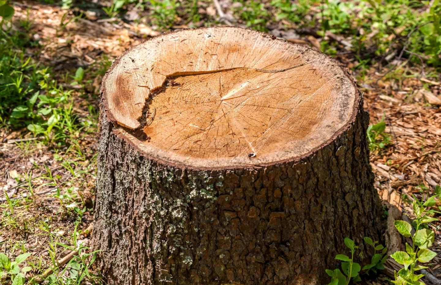 Tree Stumps need to be removed from yard Collinsville, IL