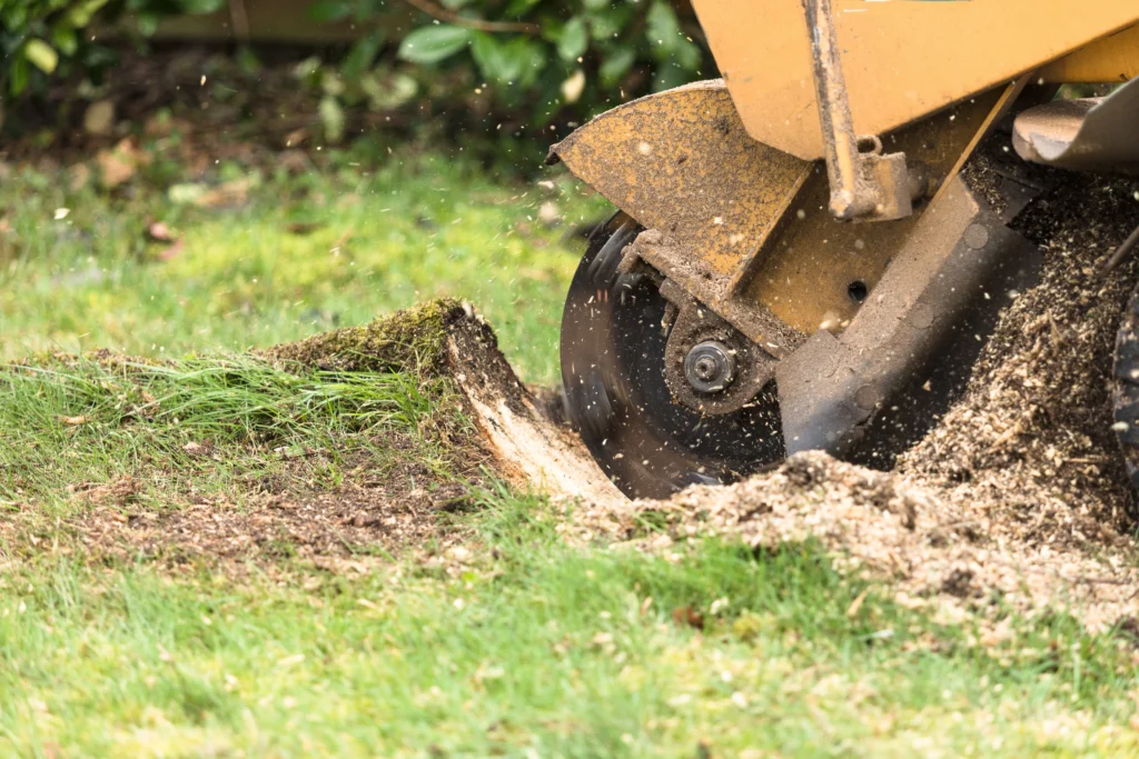 Collinsville, IL Tree Stumps removal from yard