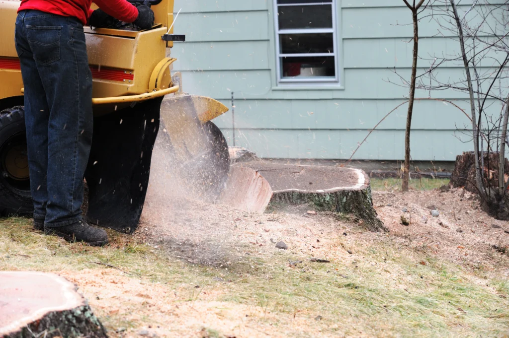 Why you should remove Tree Stumps from your yard Collinsville, IL