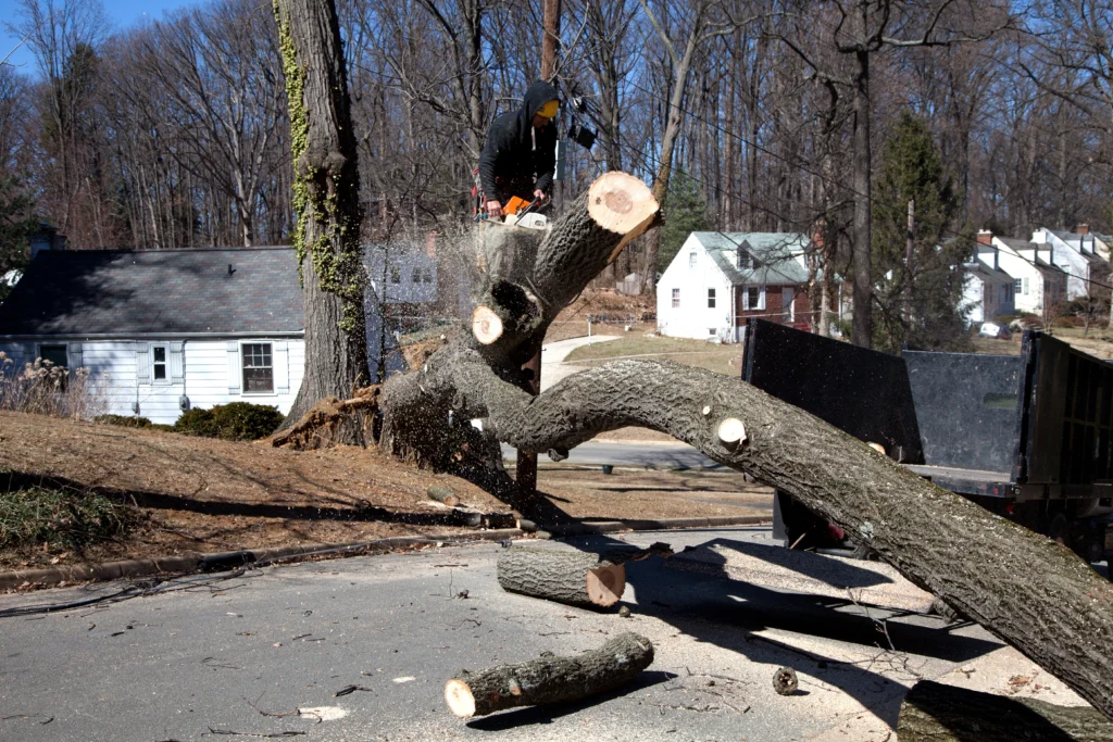 How to hire a Tree Removal Company in Columbia, IL