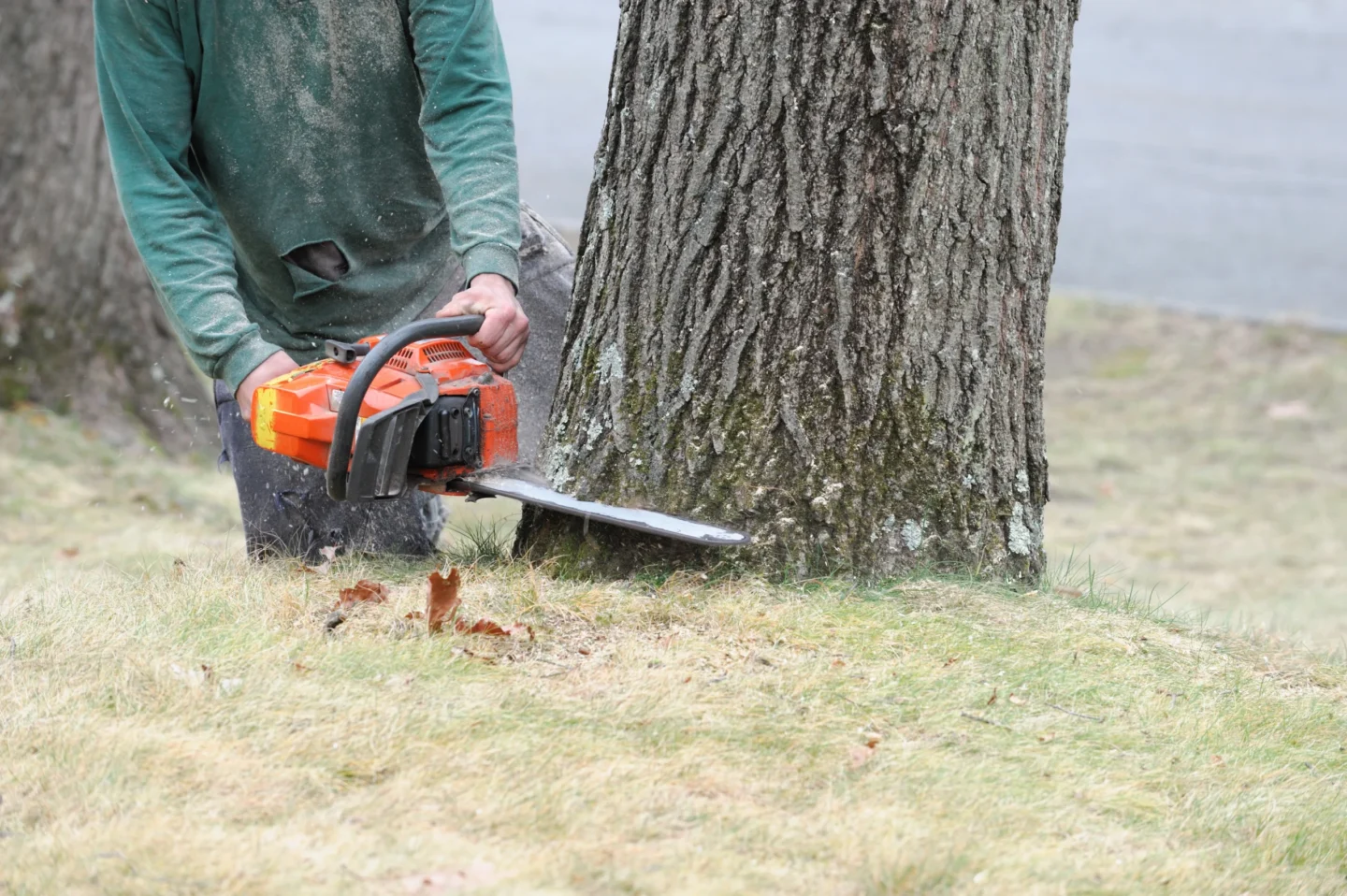 Hiring Tree Removal Company Columbia, IL