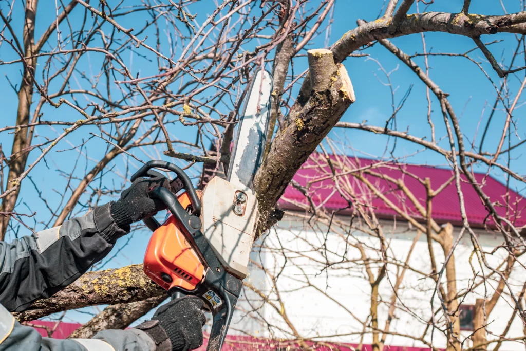 Granit City, IL getting Tree Pruning done in fall