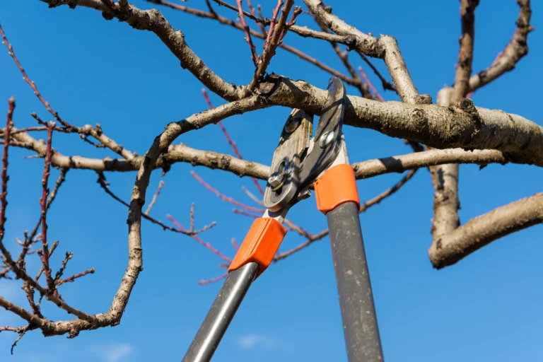 Tree Pruning during the fall Granite City, IL