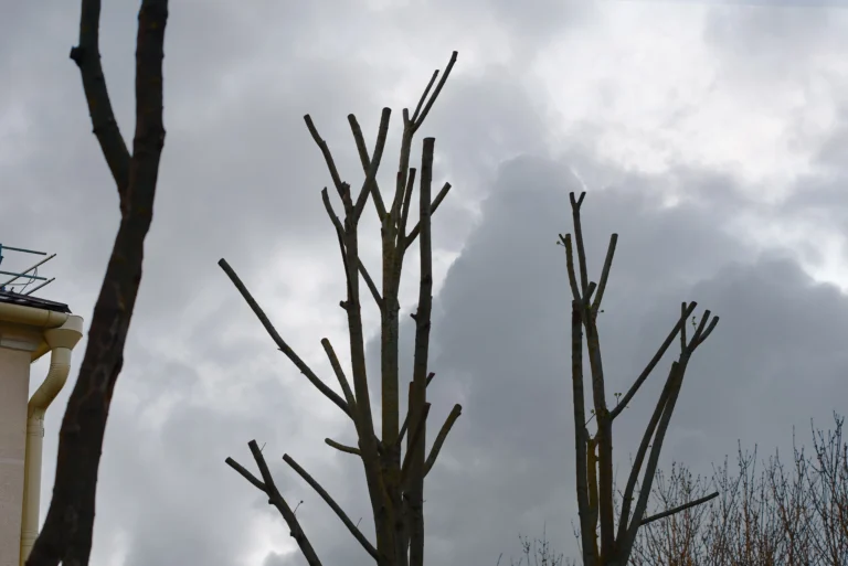 have Trees Removed from yard O'Fallon, IL