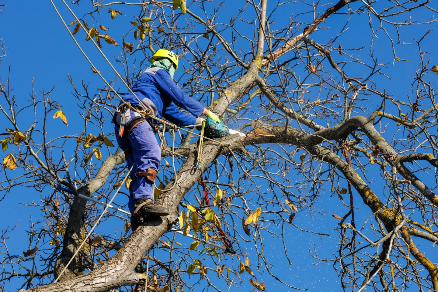 when to get Trees Trimmed Troy, IL