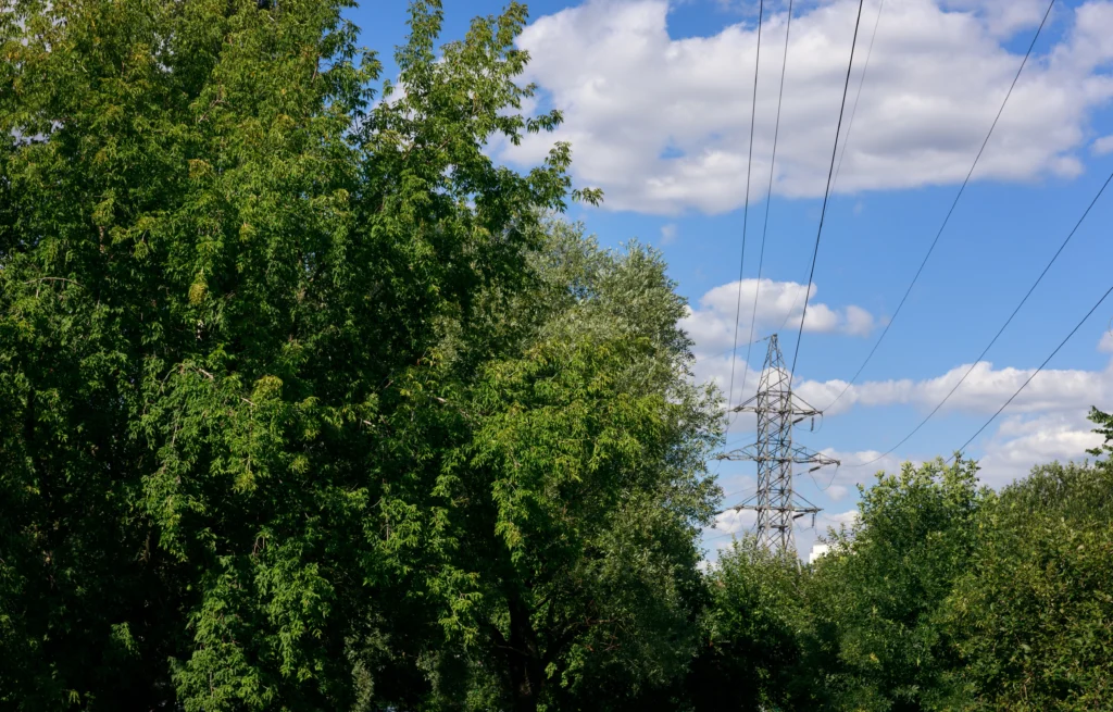 Waterloo, IL keep trees away from powerlines