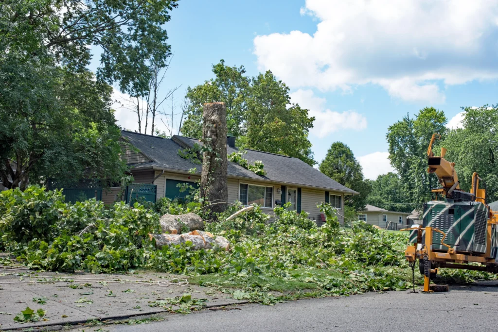 have trees removed from powerline Waterloo, IL