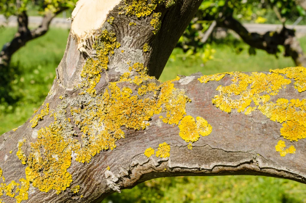 dead tree in your yard Wood River, IL