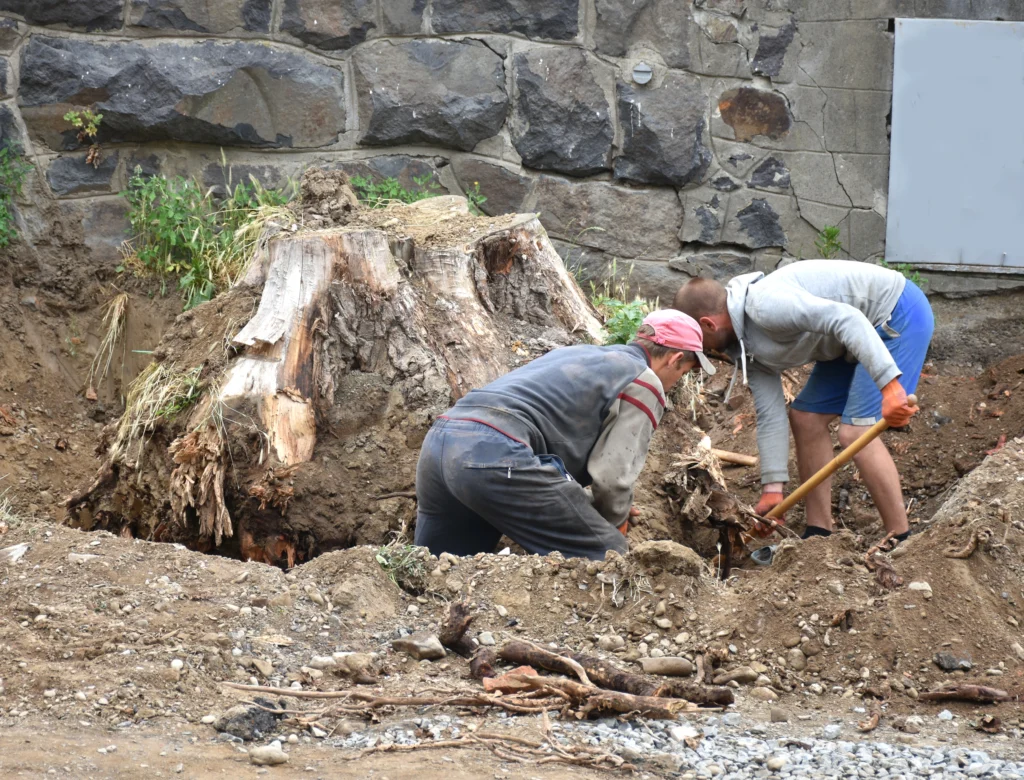 Collinsville, IL stump removal